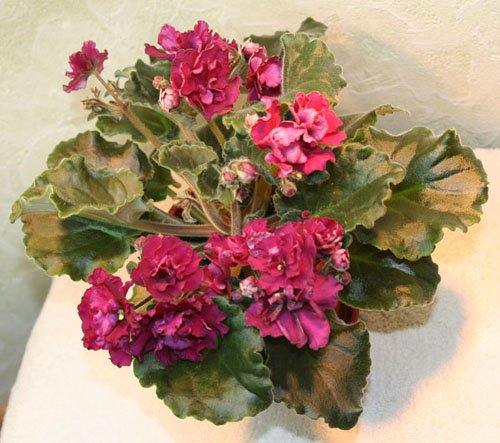 Сорт "Ness Antique Red"
