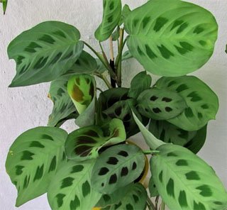 Maranta kerchoveana Маранта Керховена