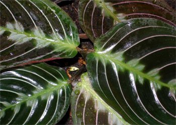 Maranta massangeana Маранта массангенская