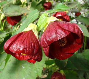 Abutilon Комнатный клён