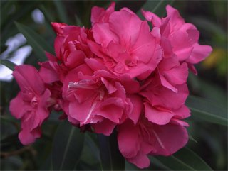 Nerium oleander Олеандр