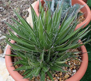 Agave filifera Агава нитеносная