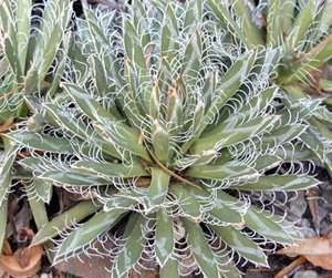 Agave parviflora Агава мелкоцветковая