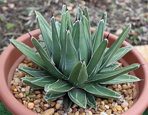Agave victoriae-reginae Агава королевы Виктории