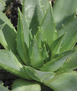 Aloe