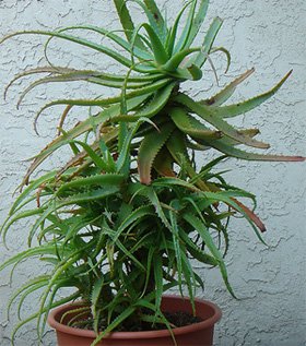 Aloe arborescens Алоэ древовидное