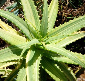 Aloe arborescens variegata