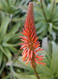 Aloe flowers
