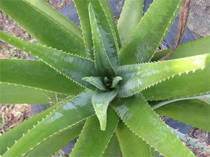 Aloe vera Алоэ вера