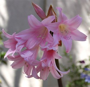 Amaryllis belladonna Амариллис красавица