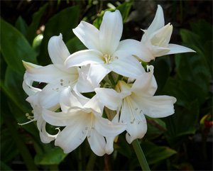 Amaryllis belladonna alba