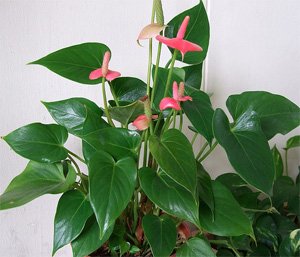 Anthurium andreanum