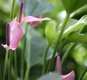 Anthurium