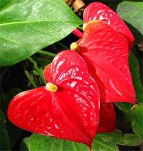 Anthurium andreanum
