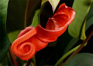 Anthurium scherzerianum