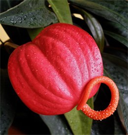 Anthurium scherzerianum