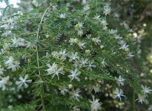Asparagus flower