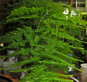 Asparagus plumosus