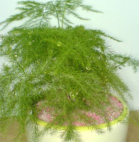Asparagus setaceus Аспарагус перистый