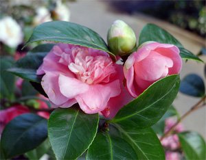 Azalea Азалия индийская