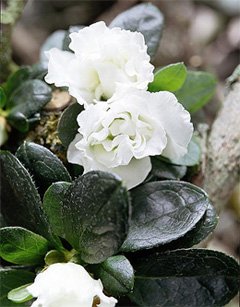 Azalea indica Азалия