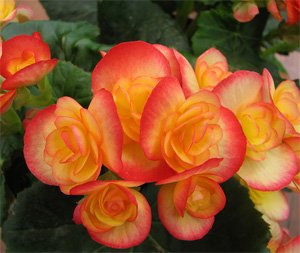 Begonia Elatior