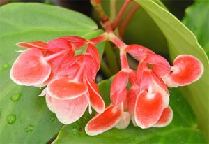 Begonia limmingheiana