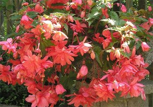 Begonia tuberhybrida pendula