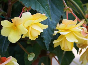 Begonia