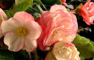Begonia tuberhybrida