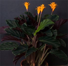 Calathea crocata Калатея шафранная