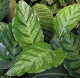 Calathea lietzei Калатея Литце