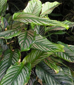 Calathea ornata Калатея украшенная