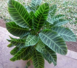 Calathea zebrina Калатея полосатая