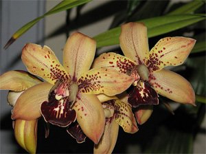 Cymbidium