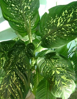 Dieffenbachia amoena