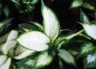 Dieffenbachia picta