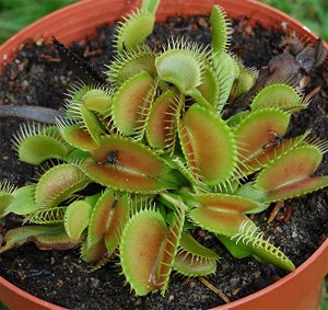 Dionaea