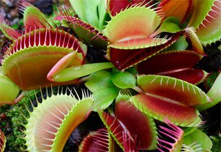 Dionaea muscipula