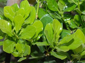 Euonymus