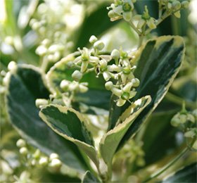 Euonymus flower