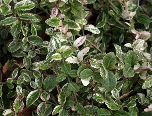 Euonymus fortunei Бересклет Форчуна