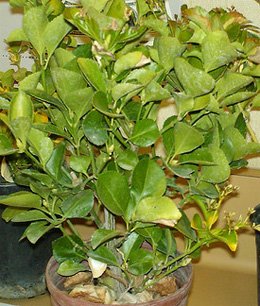 Euonymus japonica Бересклет японский