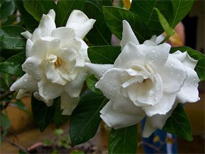Gardenia jasminoides