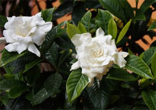 Gardenia