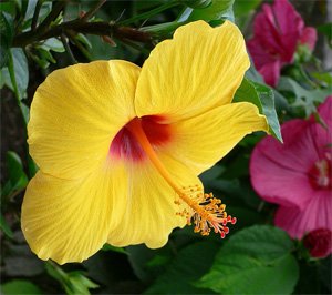 Hibiscus