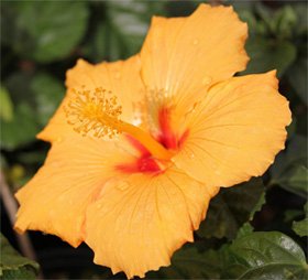 Hibiscus rosa-sinensis