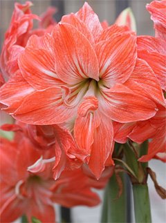 Hippeastrum