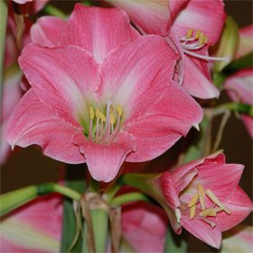 Hippeastrum