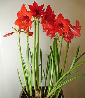 Hippeastrum hybrida